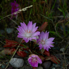Bitterroot 