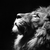 THE KING