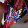BUTTERFLY ART