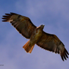 Red tailed hawk 