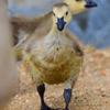 Goslings 