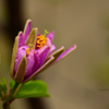 Floral macro 