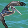 Brown Pelican 4