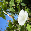 Morning Glory