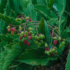 Poisonuous grapes