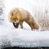 Snowy Fox