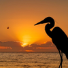 Great Egret and sunrise