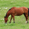 Spring Grazing