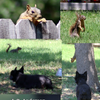 Dog and Squirrel Fun