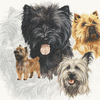 Cairn Terrier 