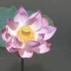 Lotus, ShaHu, NingXia, China, 09-01-2005