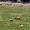 Elk