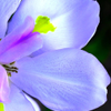 Abstract floral 2