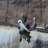 Brown Pelican 3