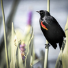 Elegant Red-Winged Blackbird