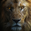 Lion In The shadow