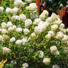 hydrangea