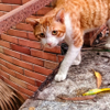 a cat passing by