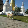 a temple dog