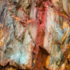 Tasmanian Abstract .3