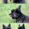 Josie
