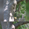 Tree Faces