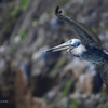 Brown Pelican 2