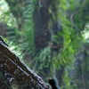 going up in the rain