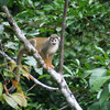 Squirrel Monkey in the Jungle