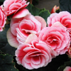 Begonia, 07-05-2007