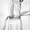 Tulip in Jar Sketch