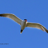 Caspian Tern 
