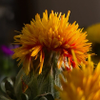 Yellow Safflower