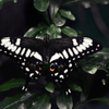 Black Swallowtail P9262