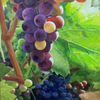 Luscious Grapes