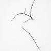 tree-minimalism-fine-art DSC 1901 thumb