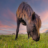 Icelandic horse at sunset 2