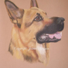 Arko 