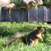 Squirrel 