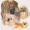 Pekingese 