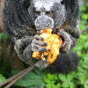 Lunch for a Woolly Monkey