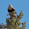 Rough Legged Hawk, male 