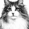 The Norwegian Forest Cat