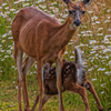 Feeding Time - June 7 13 2025