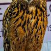 Horned Owl - June 13 2026