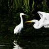 Egrets 