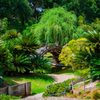 Japanese Gardens sunlit
