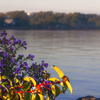 Lakeshore Vibrance