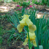 yellow Iris
