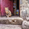 the cat and his picture